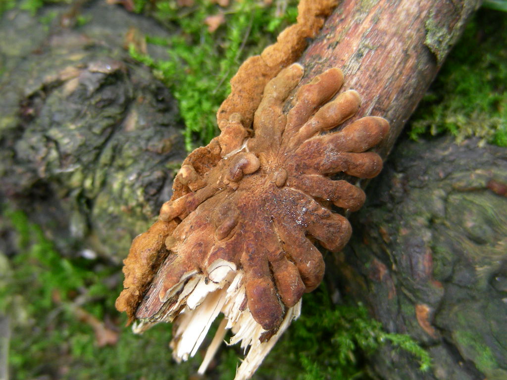 Hypocreopsis lichenoides